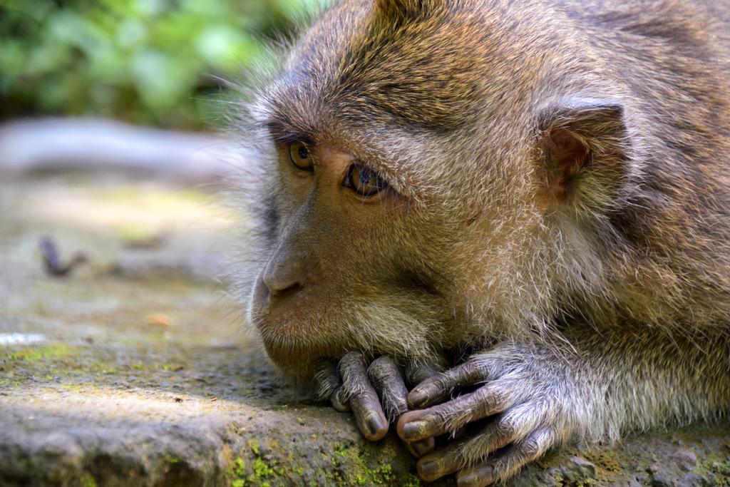 Rahayu Suites Monkey Forest Ubud Ngoại thất bức ảnh